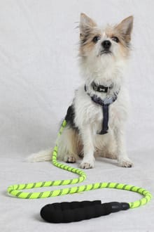 Wilf Reflective Rope Dog Lead Acid Lime