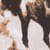 Running Horses Front Print Graphic T-Shirt White